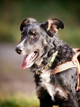 Darujem šikovné aktívne kučeravé šteniatko- mix border kólia - 6