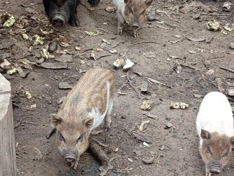 Vietnamské prasiatka 2 - 6