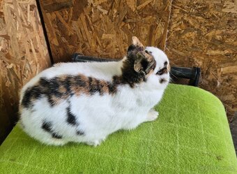 Zdrobnený strakáč žlto-čierny - 6