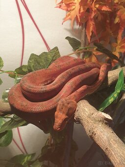 Corallus Hortulanus - 6