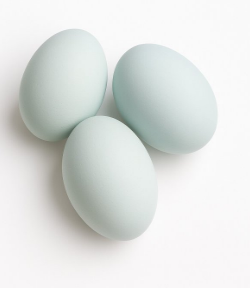 1 dňové kurčatá GreenShell, BlueShell, DarkShell - s dovozom - 6