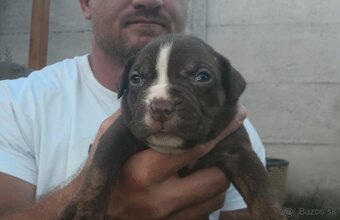 American bully - ch.s. Family Muscle Bullies - 6
