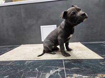 Americki staffordshire teriéra - Blue - 6