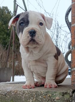 American bully XL - 6