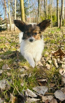 Krásny mini trikolórny papillon FCI sučka - 6