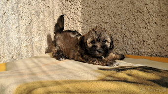 Maltipoo - 6