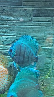 Discus - 6