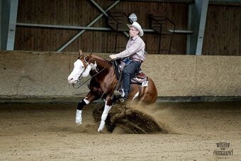 Quarter horse žrebček - double register - 6