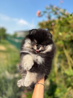 Pomeranian - 6