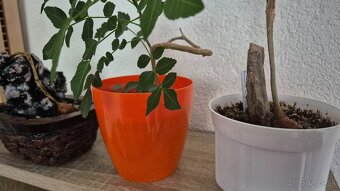 Bursera fagaroides - 6