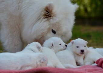 Samojed s PP LA TORRE ROJA - 6