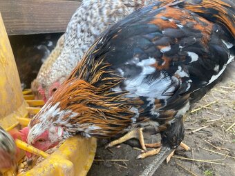 Predam mlade kohutiky cream legbar a svedska kvetina - 6