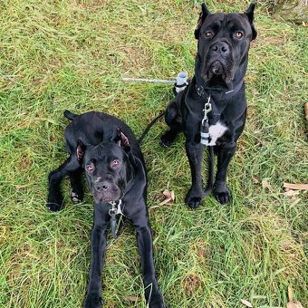 Cane corso PES na krytie - 6