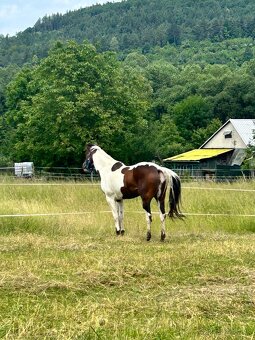 Predam kobylu 7 rokov - 6