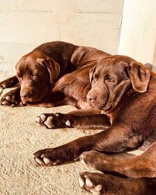 Labrador na krytie - 6