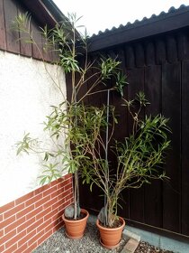 Juka,oleander,agave na predaj - 6