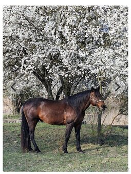 American Paint Horse - 6