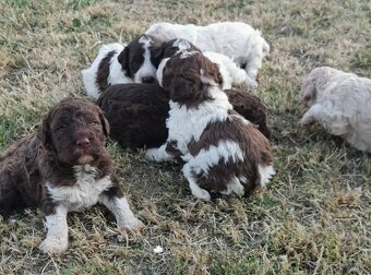 Lagotto Romagnolo steniatko - 6