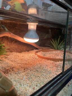 Piesocnik pestry aj s terariom /Eryx Colubrinus/ - 6