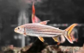 aligator gar spatula albino TOP CENA 220E +arowany - 6