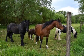 USTAJNENIE / JAZDENIE - 6