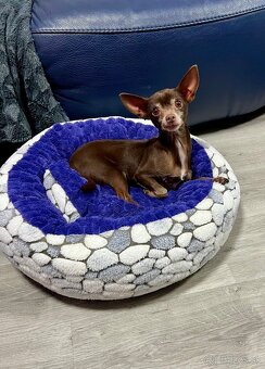 Darujem čivavku Fenku čokoladová - 6