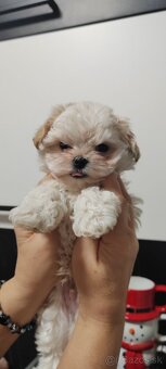 Predám maltezak - 6