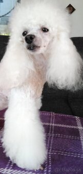 Pudlik pudel - 6