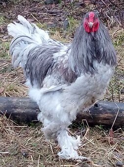 Brahmanka veľká NV - 6