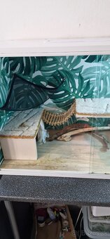 Terarium s agamou - 6