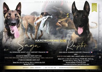 Belgický ovčák malinois - 6