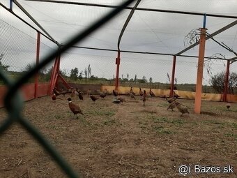 Predám siete na voliere - 6