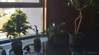 Tradeskancia fialová , croton , nádchovník, čínska ruža - 6