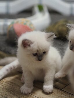 Ragdoll s PP - 6