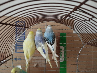 Predám andulky z búdok vyletané v auguste - 6