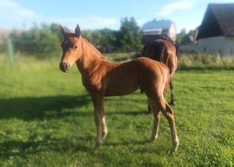 Quarter horse - 6