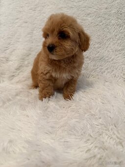 Maltipoo - 6
