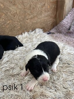 Predám šteniatka border kólie - 6