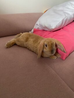 Zakrslý baranček Bob - 6