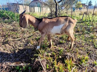 Anglonubijsky cap - 6