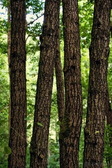 Sony 28-70mm f/3.5-5.6 OSS - 6