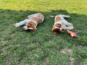 Welsh springer spaniel WSS šteniatka - 6