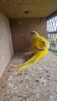 Neofema tyrkisova - 6