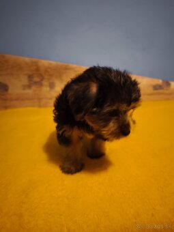 Yorkshire terrier, Yorkšírsky teriér - 6