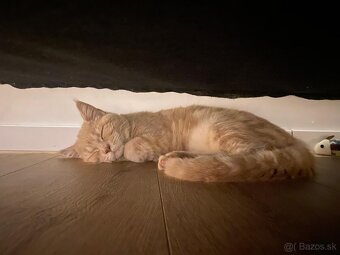 Britská Krémová REZERVOVANE - 6