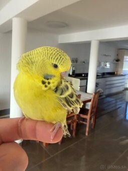 Andulka TBC krotká - 6