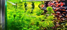 Rastliny do akvária, krevetky - 6