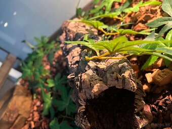 Predám terarium - 6