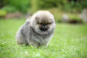 🐶 Nádherná fenečka pomeraniana – Orange sobolí barva 💛 - 6