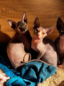 Sphynx mačiatka k odberu bez PP - 6